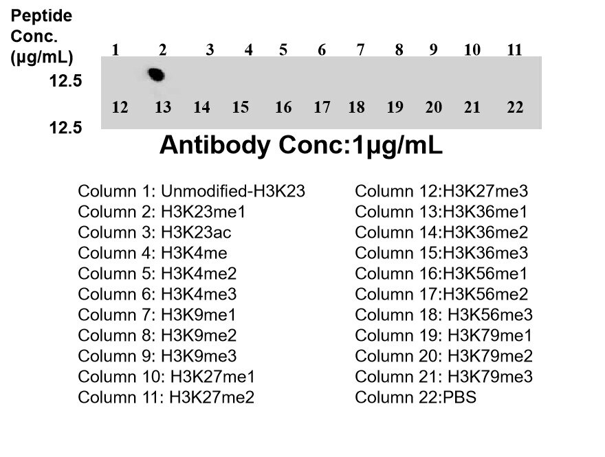 Dot Blot experiment of / using Mono-Methyl-Histone H3 (Lys23) Recombinant monoclo (86861-1-RR)